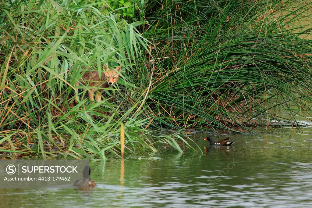 Young Red Fox watching ducks on a pond France