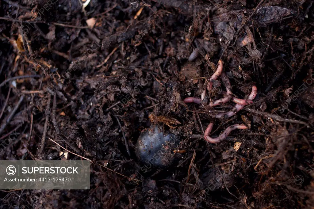 Earthworms in an urban compost in a garden Paris France