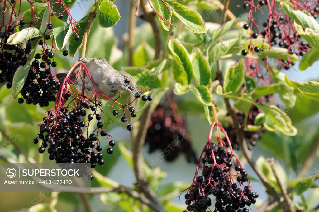 Blackcap eating berries Elderberry France