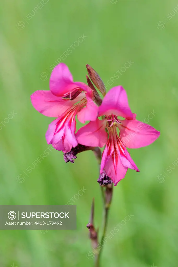 Gladiolus wild flowers in the grass France