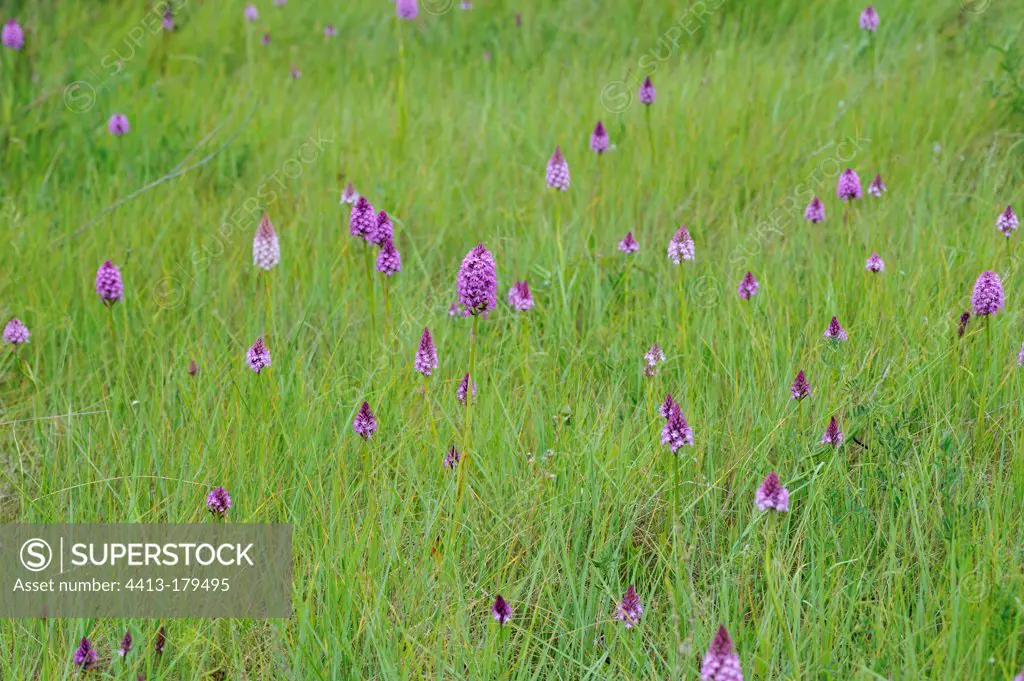 Pyramidal Orchid flowers in the grass France