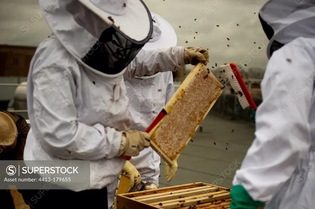Beekeepers collecting honey from beehives on rooftops