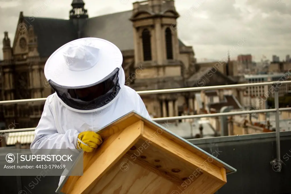 Beekeeper collecting honey from beehives on rooftops