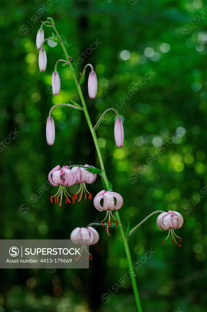 Turk's cap lily in bloom in undergrowth Champagne France