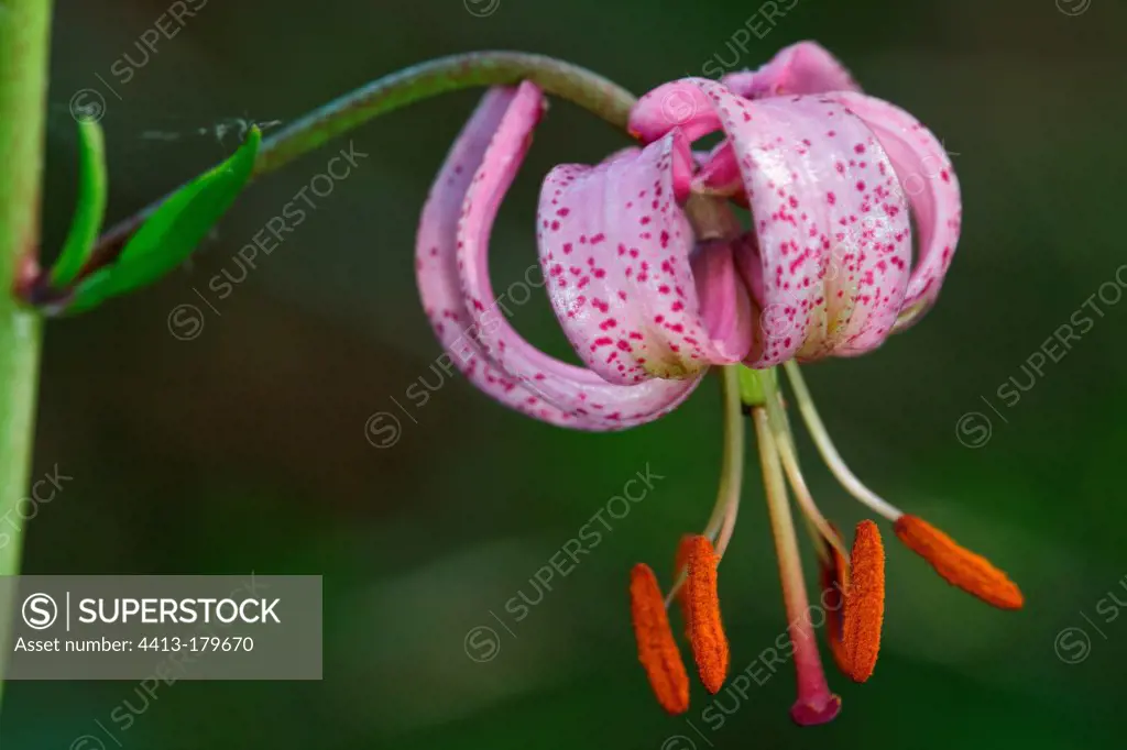 Turk's cap lily in bloom in undergrowth Champagne France