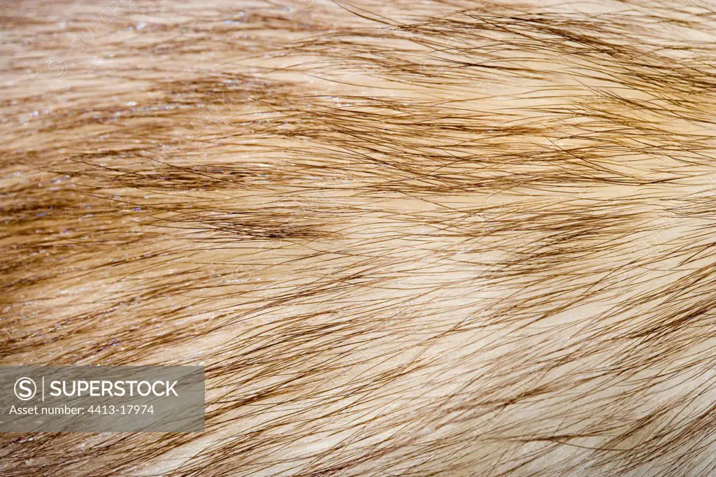 Detail of fur of Ferret France
