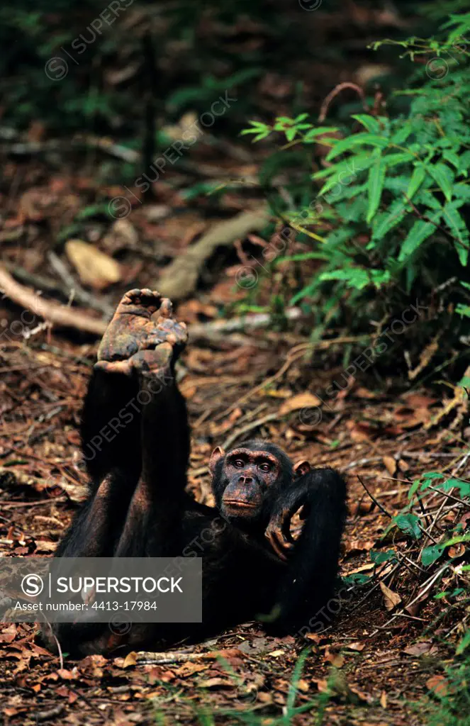 Male chimpanzee stretching Gabon