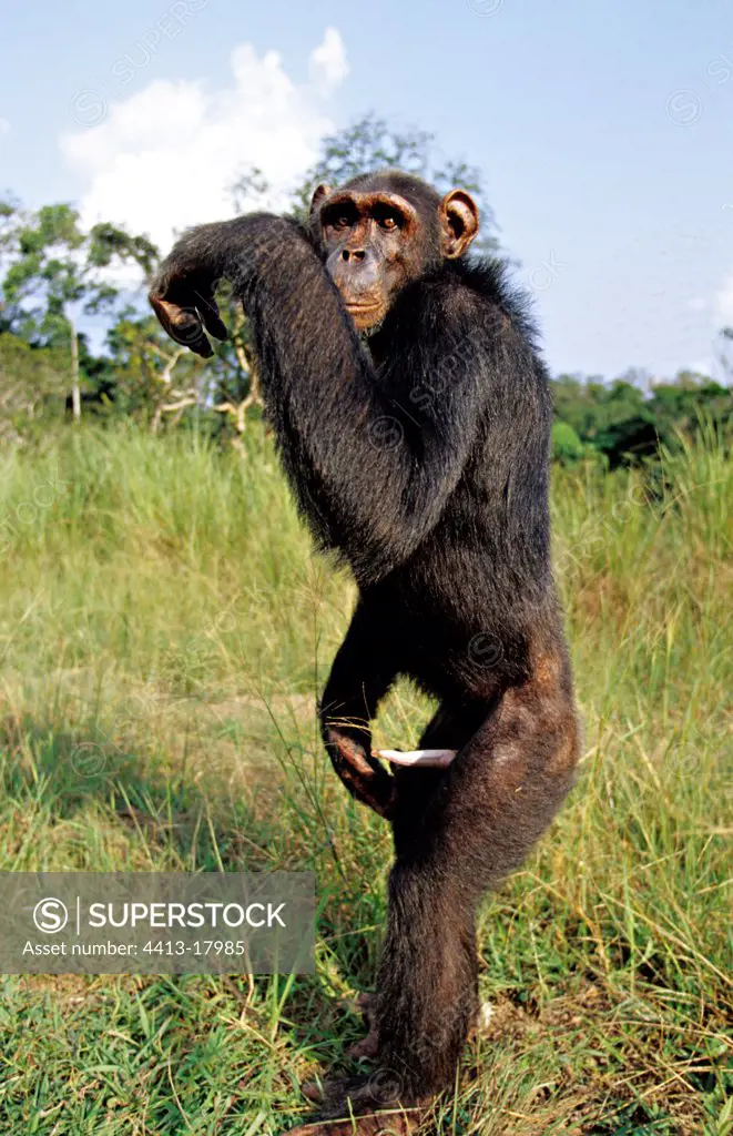 Male chimpanzee in erection Gabon
