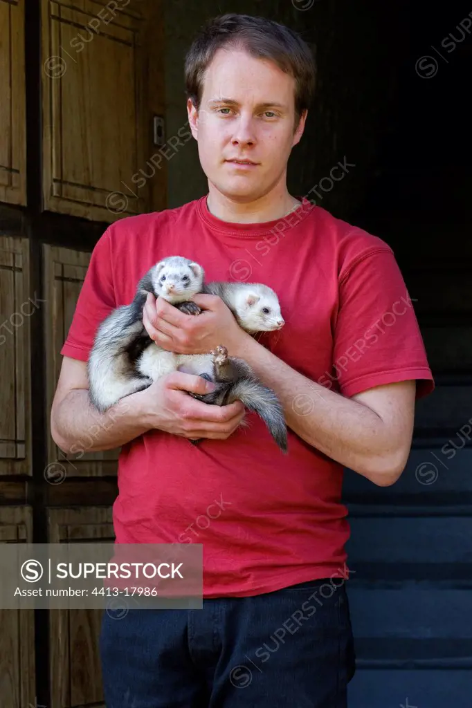 Ferrets in the arms of their Master France