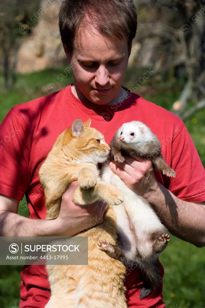 Ferret and cat in the arms of their Master France
