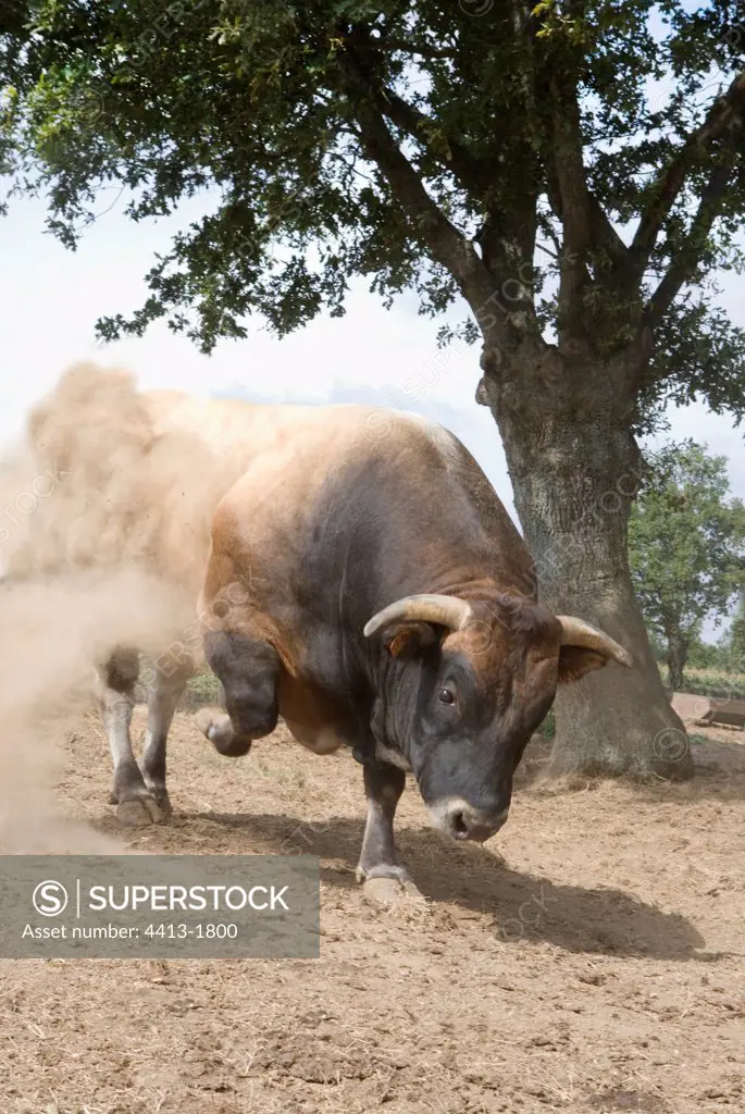 Bull of parthenaise race to the park France