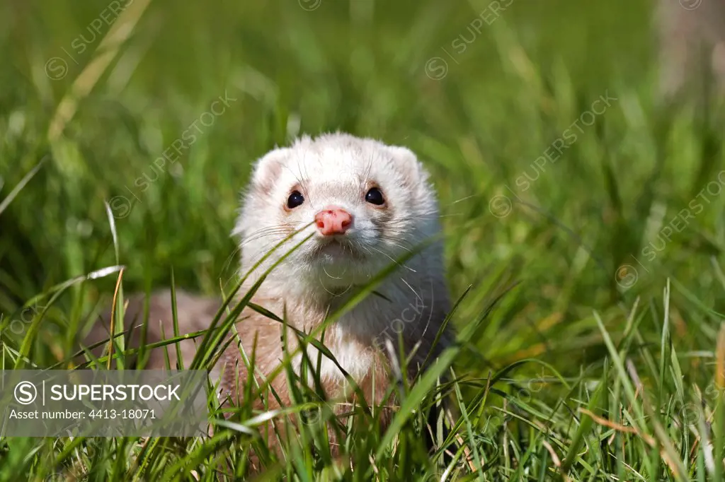Portrait of Ferret walking in the grass France