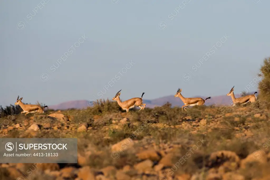 Dorcas gazelles running in the National park of Bou-Hedma