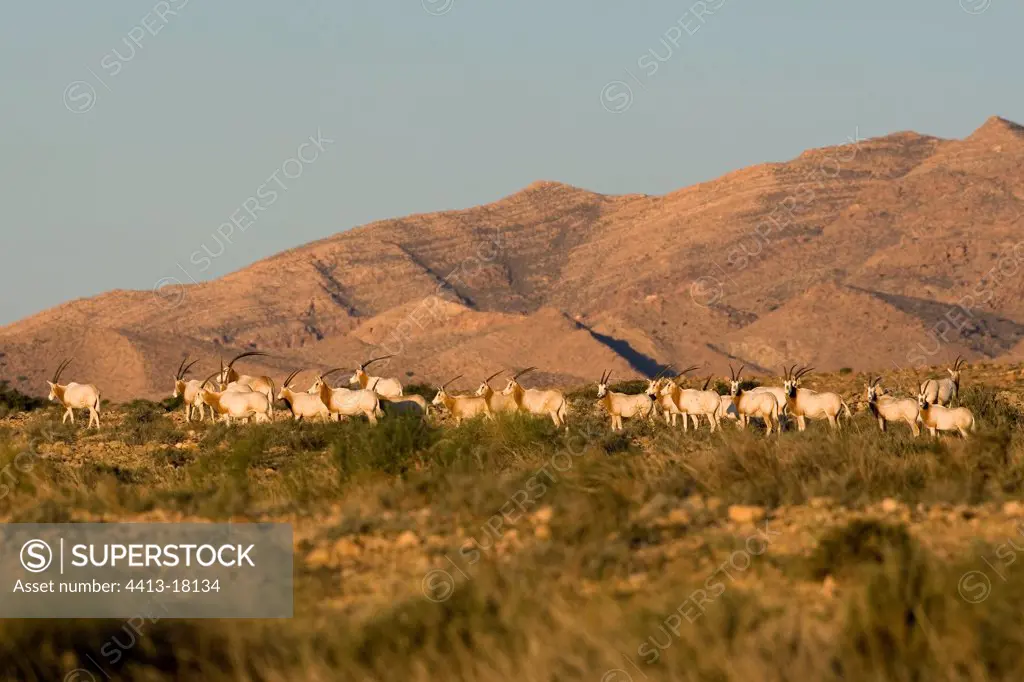Herd of Scimitar-horned oryx in the reserve of Bou-Hedma