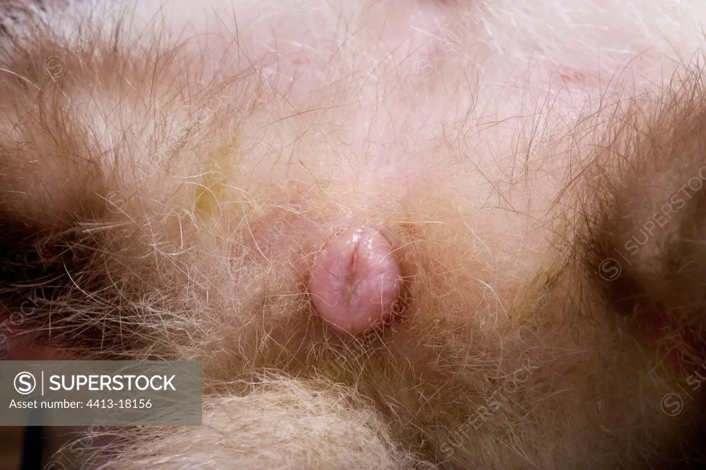 Vulva of one Ferrets in heat France