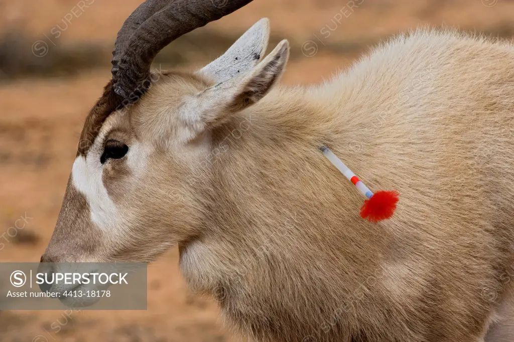 Addax having received an anaesthetic arrow with the PN of Bou-Hedma