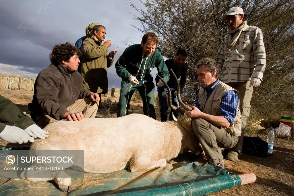 Equip with veterinarians dealing with Addax Tunisia