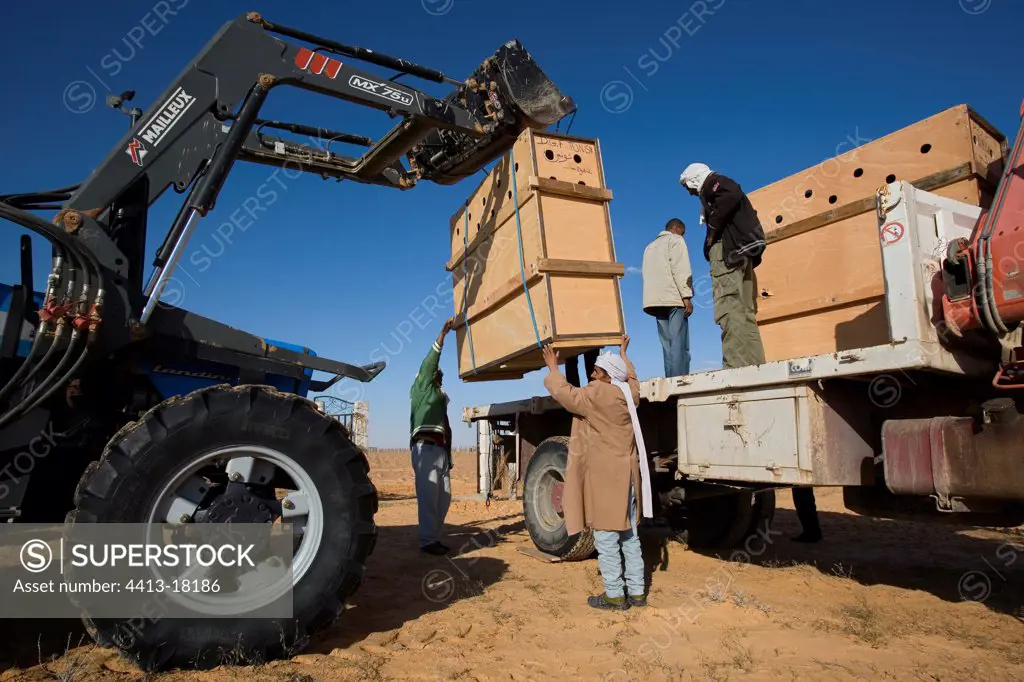 Unloading of the cases of transport to the Park of Djebil