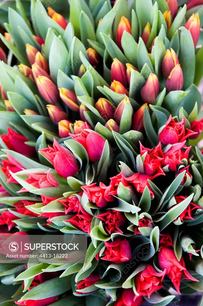 Various Tulips at market Provence France