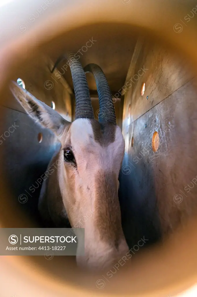 Sight through a hole of Oryx in a case of transport