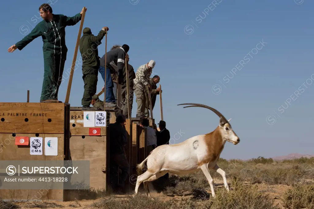 To release oryx with the National park of Dghoume's Tunisia