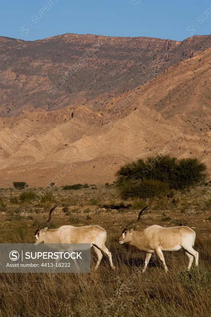 Addax going in the National park of Bou-Hedma