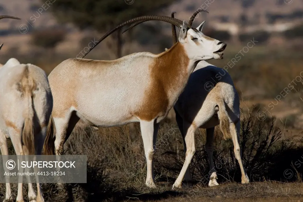 Male Oryx surrounded by these congeneric to the PN of Bou-Hedma [AT