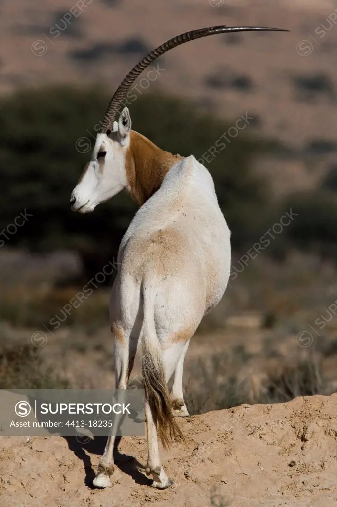 Oryx in the National park of Bou-Hedma in Tunisia