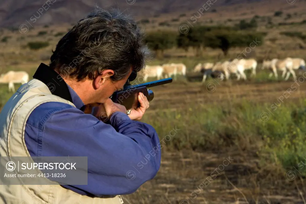 Veterinarian aiming at Oryx with an anaesthetic rifle