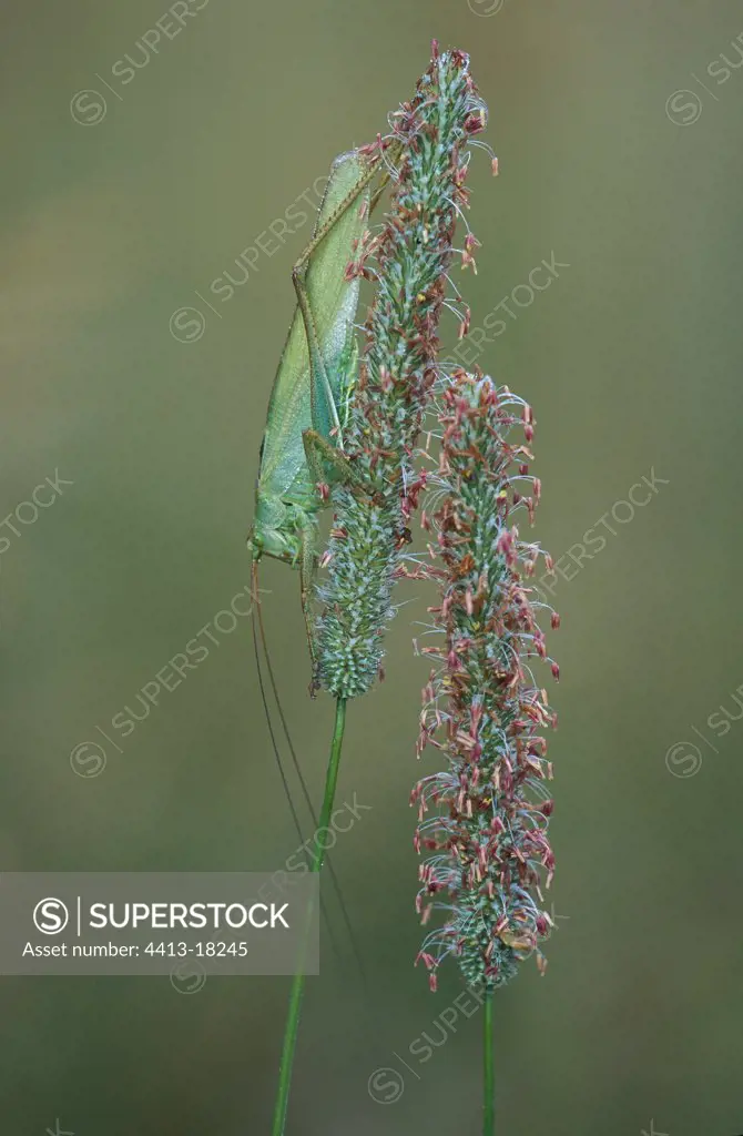 Great green bush-cricket on a Gramineae Switzerland