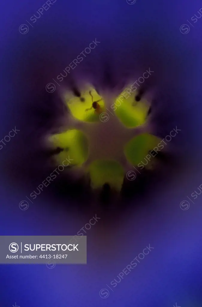 Ant in the middle of a Gentian flower