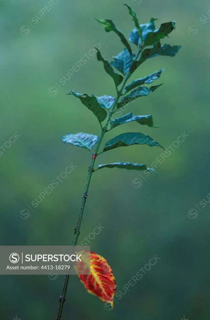Branch of Spindle tree with a red leaf Switzerland