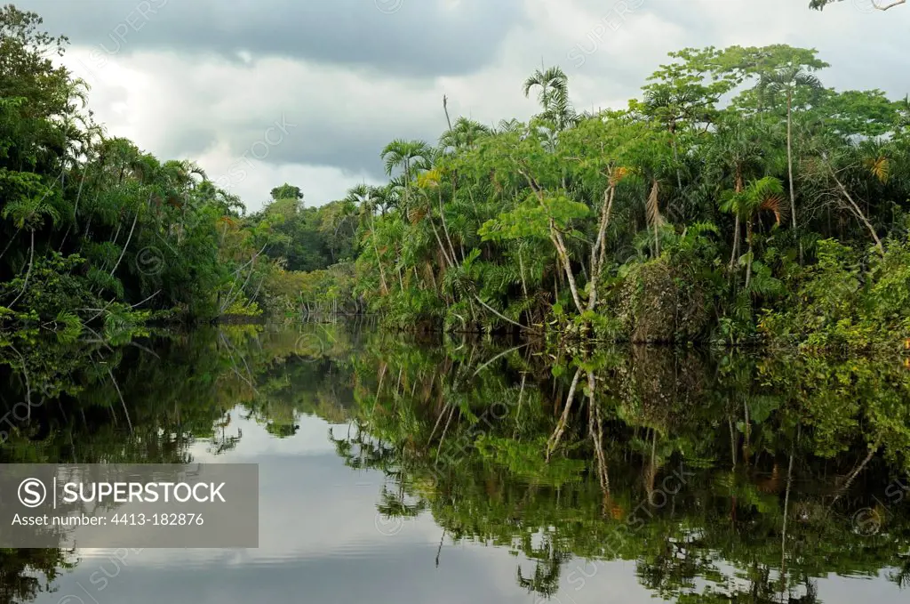 Lagoon in the forest near the Napo River Ecuador Amazon