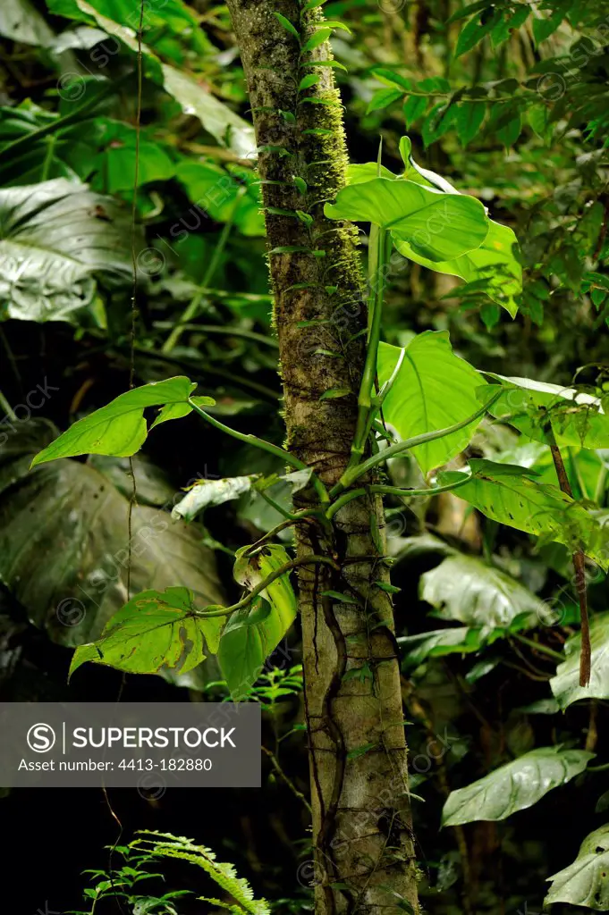 Araceae epiphyte in undergrowth Amazon Ecuador