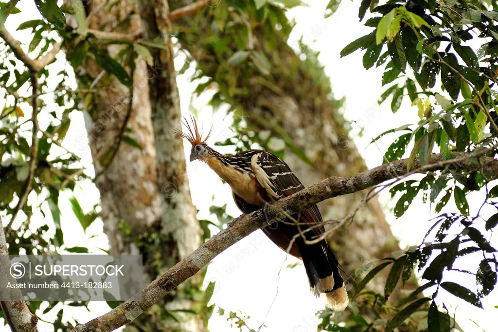 Hoatzin on branch Amazon Ecuador