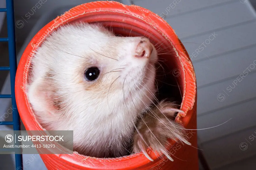Portrait of a Ferret playing in a pipe France