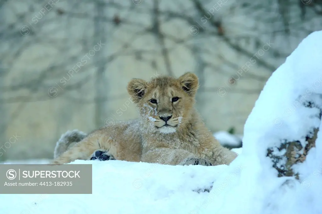 Young Asian Lion lying in the snow