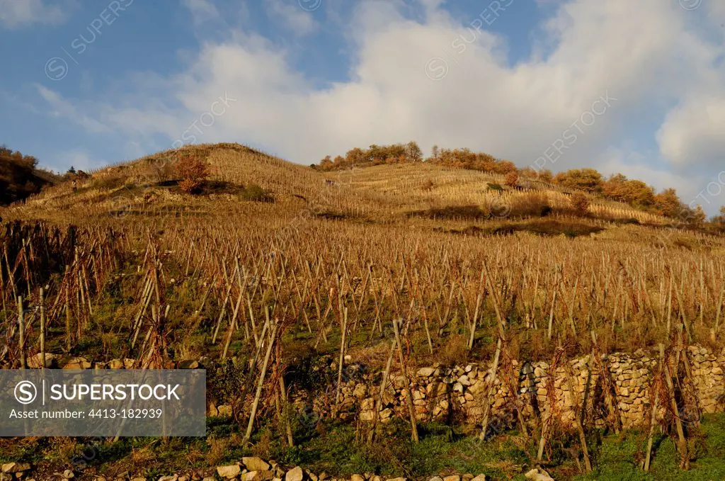 Vineyard on hillsides and props Cote Rotie Ampuis France