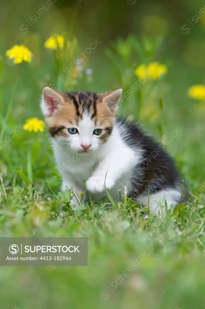Female kitten outside in summer