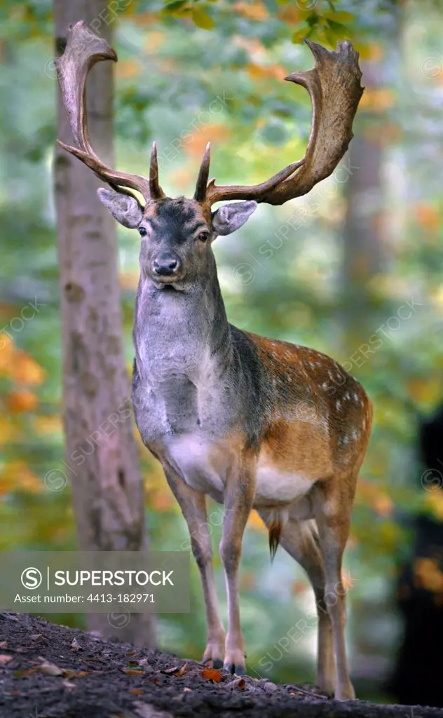 Fallow deer male in undergrowth in autumn