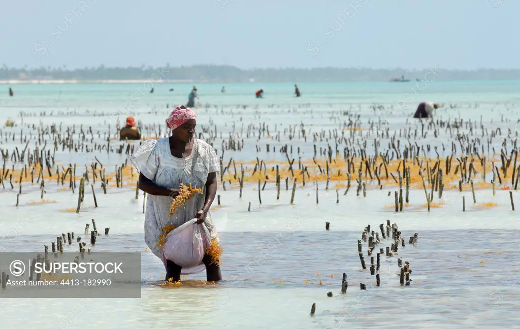 Women working in a seaweed aquaculture in Zanzibar