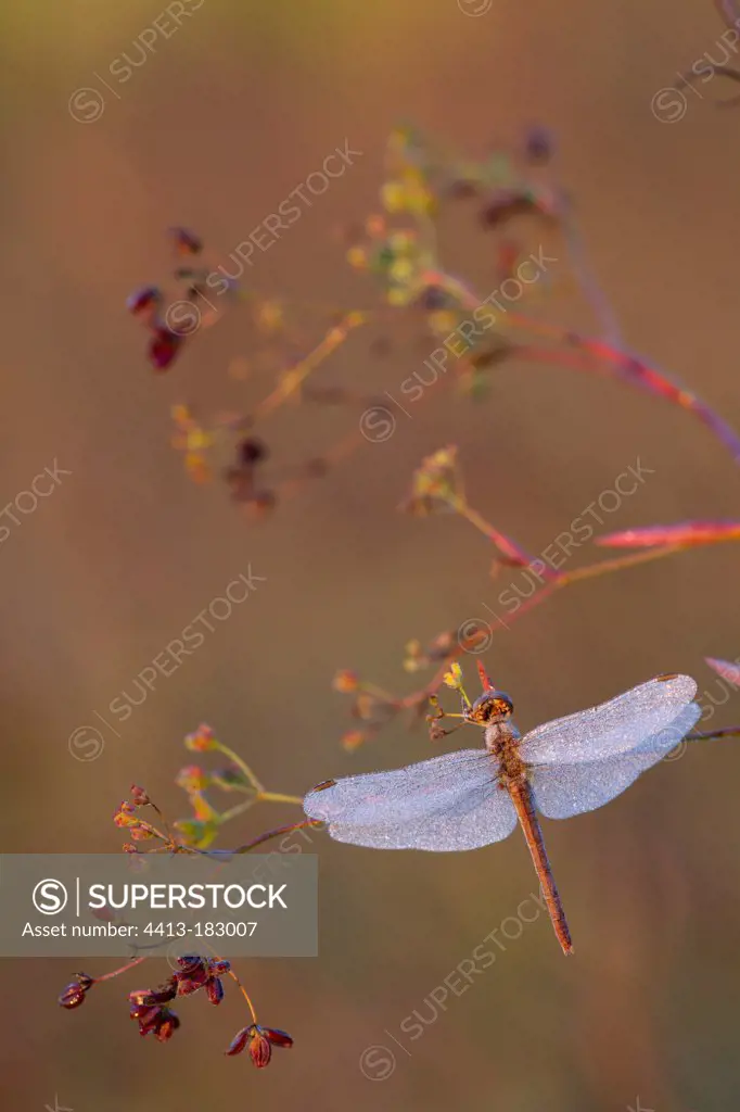 Vagrant Darter resting in the morning dew France