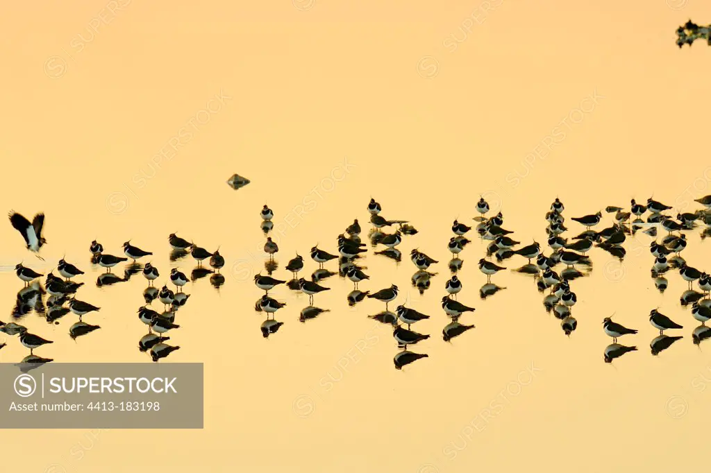 Lapwings on the water in the winter of Gerard France