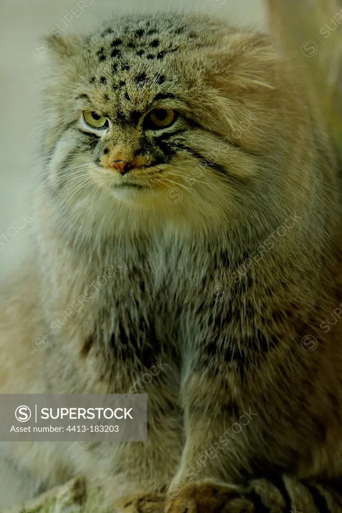 Pallas' Cat Zoo of Mulhouse France