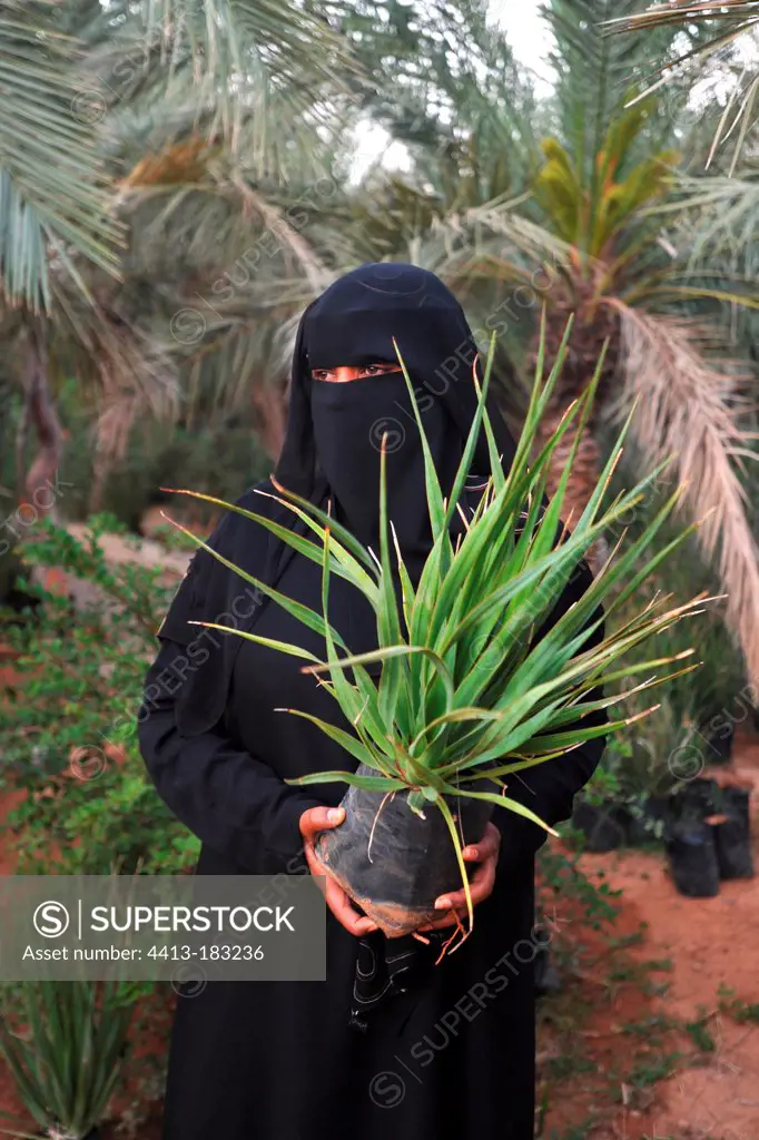 woman and Socotra dragon tree potted in a nursery