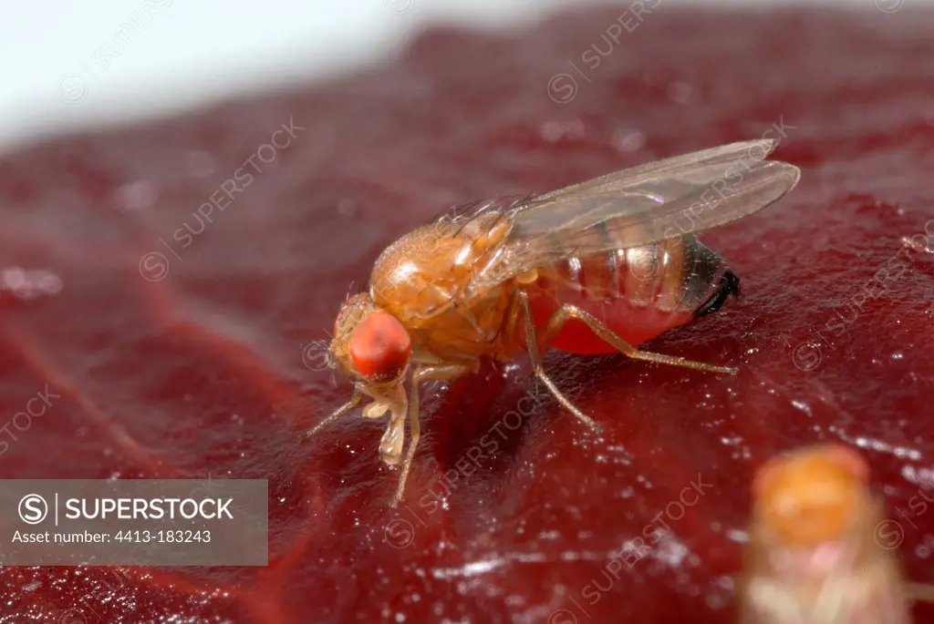 Spotted-wing drosophila female on a fruit France