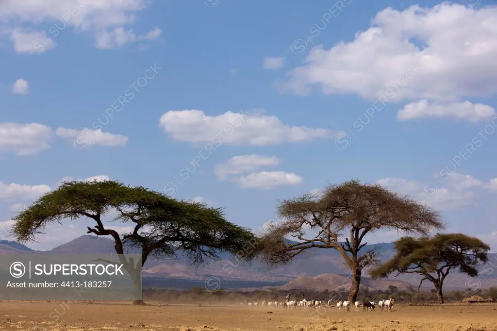 Maasai cattle in the savannah Amboseli Kenya