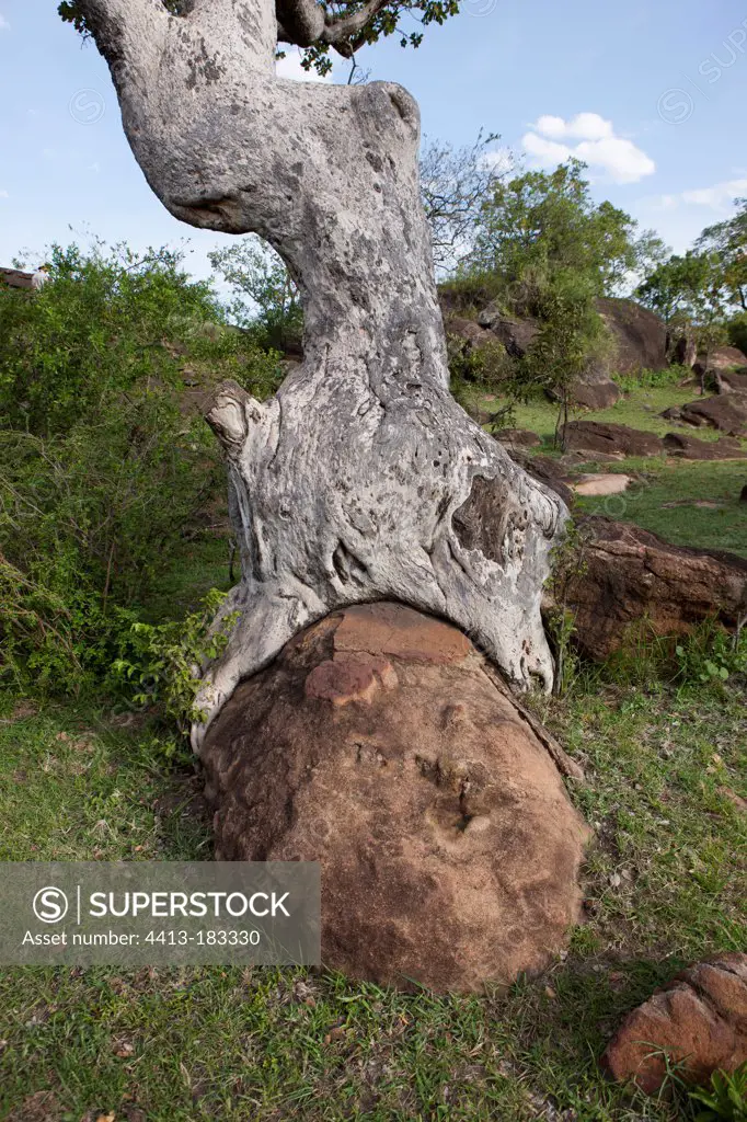 Tree on rock in the savannah Masai Mara Kenya
