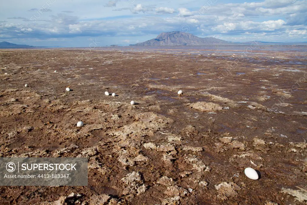 Flamingo eggs on the shores of Lake Natron and volcano