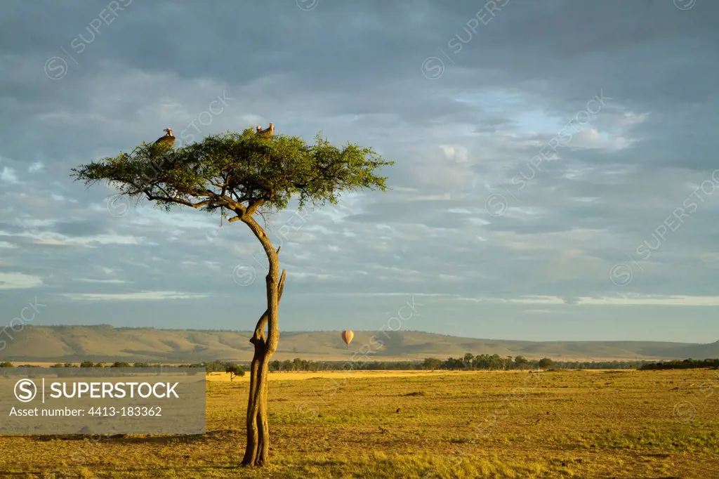 Vultures on tree and balloon at dawn Masai Mara Kenya